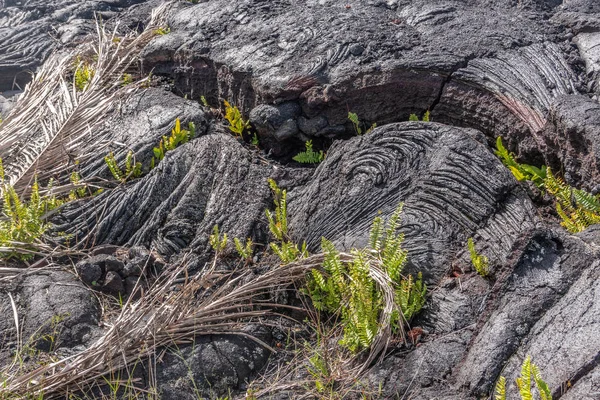 Close up of waves of 1990 lava hardened, Kaimu, Hawaii, USA . — стоковое фото