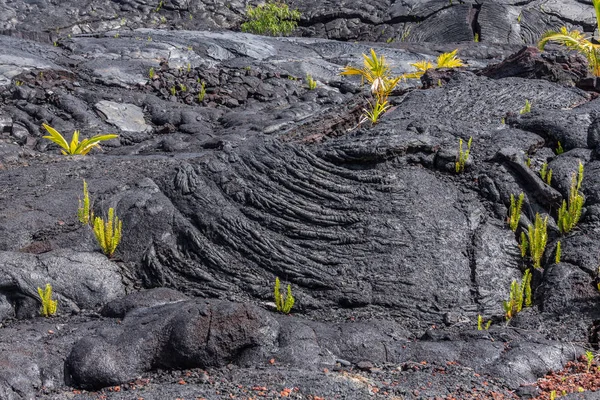 Крупный план тестообразных форм лавы 1990 года закаленный, Кайму, Гавайи — стоковое фото