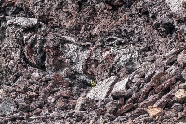Closeup of new green plant on 2018 Kilauea volcano lava, Leilani — 스톡 사진