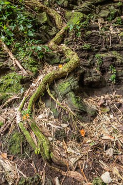 Tree root climbing on black rock cliff near Kamokila Village, Ka