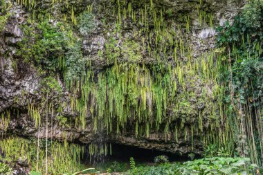 Closeup of Fern Grotto at bottom of cliff near Kamokila Village,