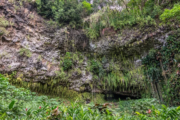 Plantas frente a la Gruta del Helecho en el fondo del acantilado cerca de Kamokila —  Fotos de Stock