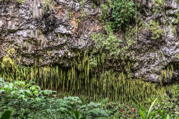 Helecho de la espada crece en acantilado cerca de Kamokila Village, Kauai, Hawaii , —  Fotos de Stock