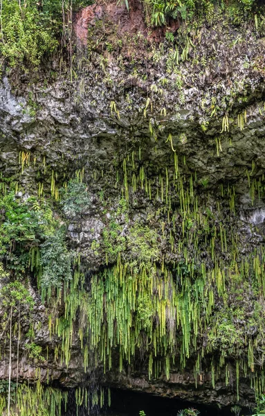 Closeup sword ferns on top of Fern Grotto Kamokila Village, Kaua — ストック写真