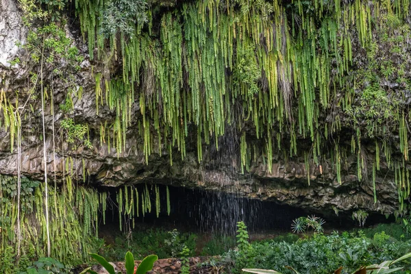 Sword ferns hang and water falls over Fern Grotto, Kamokila Vill