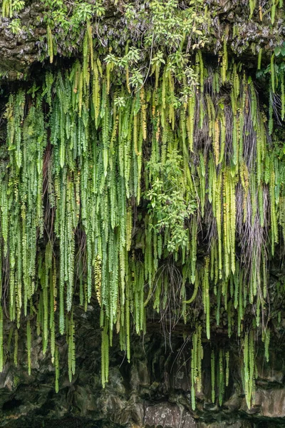 Helechos espada verde cuelgan de acantilado, Kamokila Village, Kauai, Hawa — Foto de Stock