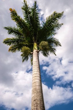 Hilo, Hawaii, Usa 'daki Waiakea Gölü' nün yanındaki palmiye ağacı.