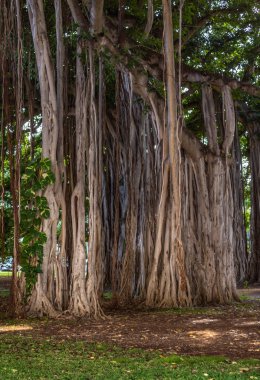 Honolulu, Hawaii, Usa 'da kök ve banyan ağacı gövdesi.