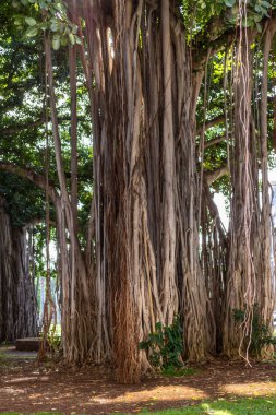 Honolulu, Hawaii, Usa 'da kök ve banyan ağacı gövdesi.
