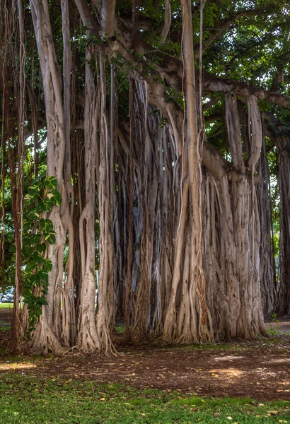 Ρίζες και κορμός του δέντρου Banyan στη Χονολουλού, Χαβάη, Ούσα. — Φωτογραφία Αρχείου
