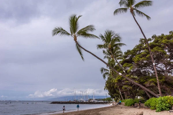 Beach with palm trees and sail boat harbor, Lahaina, Maui, Hawai — Stockfoto