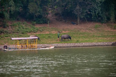 Guilin, Çin - 10 Mayıs 2010: Li Nehri boyunca. Yeşil gömlekli bir adam, taştan duvara demirlenmiş sarı küçük feribotla kıyı şeridindeki çimlerin üzerinde kahverengi bufalo yürür. Yeşil su.