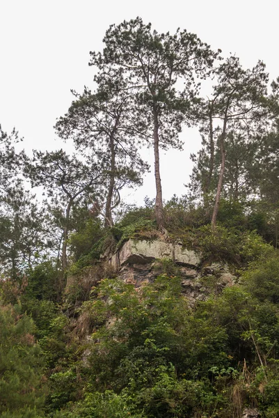 2010年5月10日 李川沿い 銀の空の下で自然に形成された岩のバルコニーに木の閉鎖 緑の植生が岩壁を登り — ストック写真