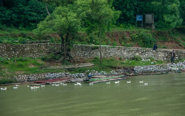 Guilin Chiny Maja 2010 Wzdłuż Rzeki Stado Białych Kaczek Hodowlanych — Zdjęcie stockowe