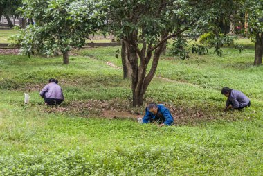 Guilin, China - May 11, 2010: Seven Star Park. Women gather fuit or nuts under tree while squatting. Green environment wherein clothing adds color.