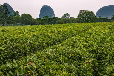 Guilin, Çin - 11 Mayıs 2010: Çay Enstitüsü. Sıralar halinde yeşil çay çalıları, koyu yeşil ağaçlar ve gümüş gökyüzünün altında karst dağları..