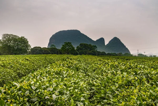 Guilin China May 2010 Tea Institute Karst Mountain Towers Field — Stock Photo, Image