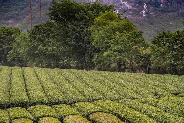 Guilin China May 2010 Tea Institute Neatly Trimmed Rows Green — Stock Photo, Image