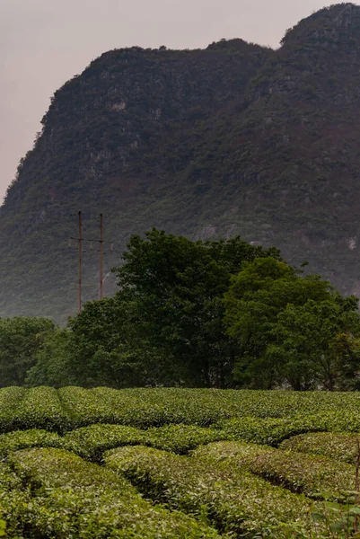 Guilin China May 2010 Tea Institute Portrait Neatly Trimmed Rows — Stock Photo, Image