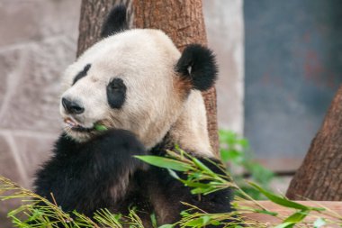 Chongqing, Çin - 9 Mayıs 2010: hayvanat bahçesindeki panda evi. Siyah ve beyaz hayvana yakın çekim yeşil yaprakların arkasında ve kahverengi ağaç gövdeleri ve gri taş duvarların önünde öğle yemeğini yiyor..