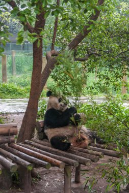 Chongqing, Çin - 9 Mayıs 2010: hayvanat bahçesindeki panda evi. Siyah beyaz bir hayvanın portresi yeşil yaprakların arkasında ve kahverengi ahşap bir bankta oturan ağacın altında yemeğini yiyor..