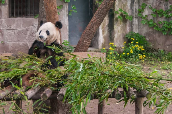 Chongqing Chine Mai 2010 Maison Panda Dans Zoo Animal Noir — Photo