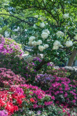 Suzhou Çin - 3 Mayıs 2010 Mütevazı Yöneticiler Bahçesi. Yeşil yaprakların altında kırmızı-pembe-beyaz çiçeklerin yakın çekimi.