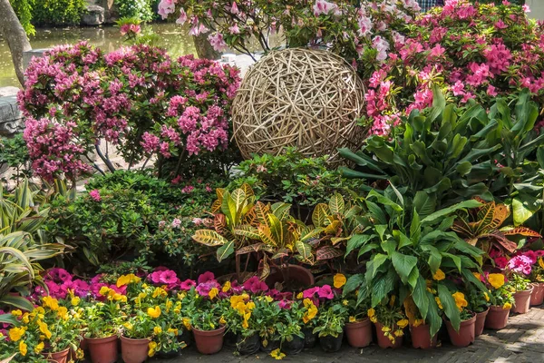 Suzhou China May 2010 Humble Administrators Garden Pink Yellow Flower — Stock Photo, Image