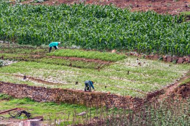 Baidicheng, Çin - 7 Mayıs 2010: Qutang Gorge, Yangtze Nehri. Küçük tarım alanları ve pirinç tarlaları. Kahverengi toprakta yeşil bitki örtüsü ve iki mavi giysili insan çalışıyor.. 