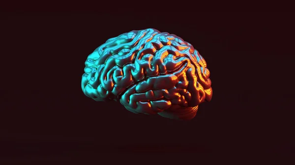 Silver Human Brain Anatomical Red Orange Blue Green Moody 80S — 스톡 사진