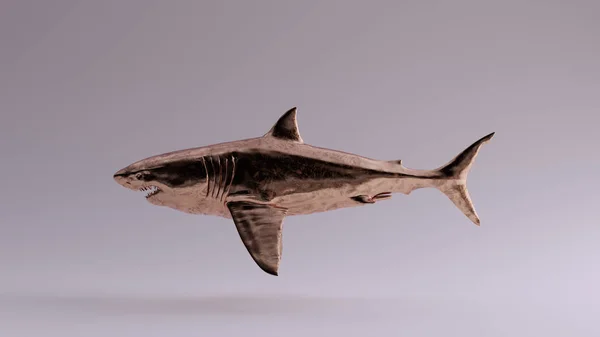 Bronze Grand Requin Blanc Illustration Rende — Photo