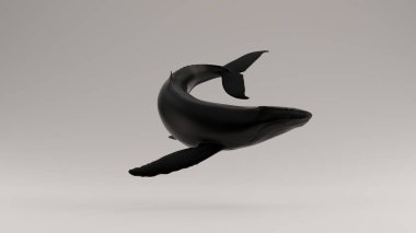 Black Humpback Whale 3d illustration 3d render clipart
