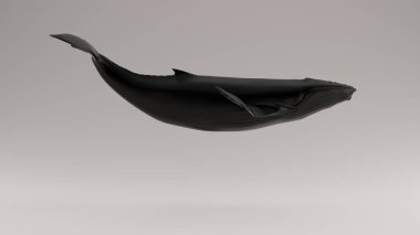 Siyah Kambur Balina 3D Resim 3D