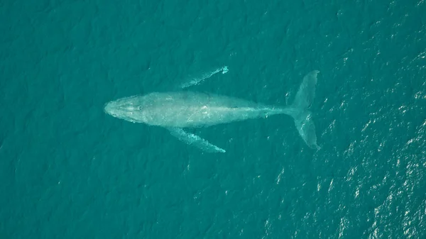 Humpback Whale Aerial View Ocean Swimming Illustration Render — Stok fotoğraf