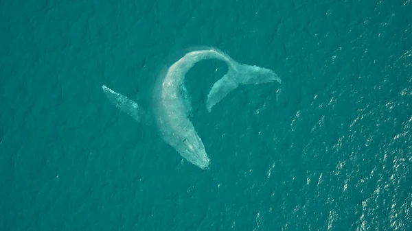 Baleine Bosse Vue Aérienne Natation Océan Illustration Rendu — Photo