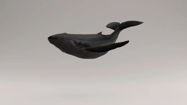 Musta Humpback Whale Kuva Tehdä — kuvapankkivalokuva