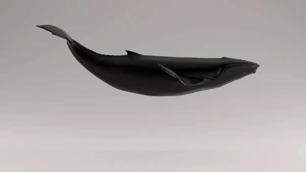 Humpback Nero Balena Illustrazione Rendering — Foto Stock
