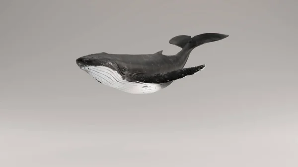 Humpback Baleia Ilustração Render — Fotografia de Stock