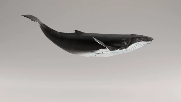 座头鲸3D插图3D渲染 — 图库照片