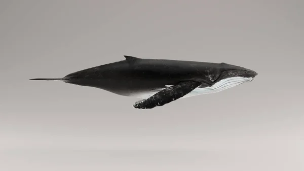 Humpback Whale Illustrazione Rendering — Foto Stock