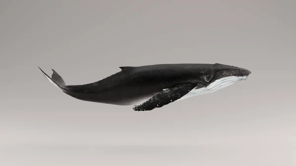 Ballena Jorobada Ilustración Render — Foto de Stock