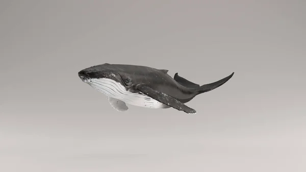 Humpback Baleia Ilustração Render — Fotografia de Stock