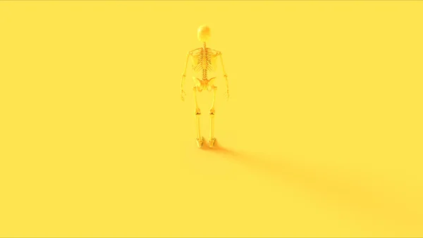 Žlutá Ecorche Half Skeletal System Half Muscle System Anatomický Model — Stock fotografie