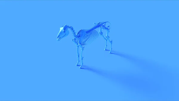 Blue Horse Skeletal System Anatomický Model Ilustrace Vykreslení — Stock fotografie