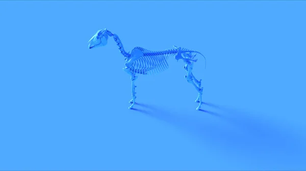 Modelo Anatómico Del Sistema Esquelético Del Caballo Azul Ilustración Render —  Fotos de Stock