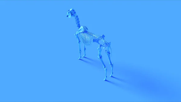 Blå Häst Skelett System Anatomisk Modell Illustration Render — Stockfoto