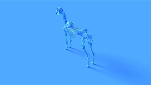 Modelo Anatômico Ilustração Sistema Esquelético Azul Cavalo Renderização — Fotografia de Stock