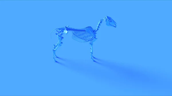 Modèle Anatomique Système Squelettique Cheval Bleu Illustration Rendu — Photo