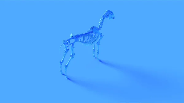 蓝色马骨骼系统解剖模型3D插图3D渲染 — 图库照片