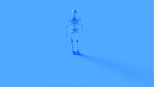 Blue Iron Skeletal System Anatomical Model Illustration Render — 스톡 사진